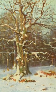 Chênes en hiver